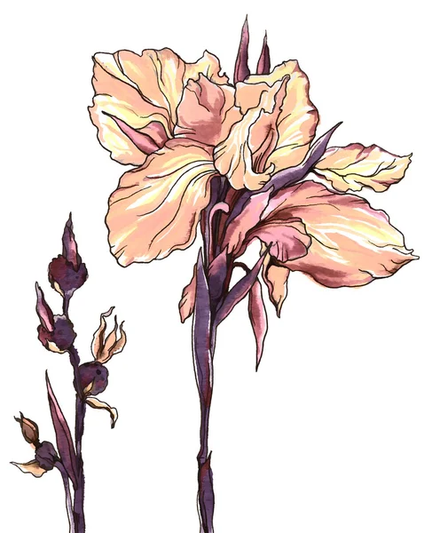 Aquarelle dessinée à la main Iris fleur — Photo