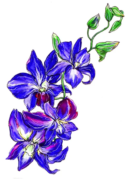 Blau lila Orchideenblüten — Stockfoto
