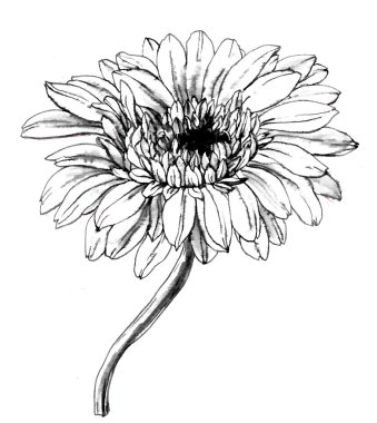 Siyah ve beyaz Gerbera çiçek