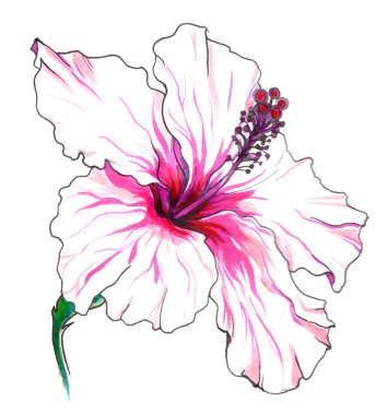 Tropik Hibiscus çiçeği