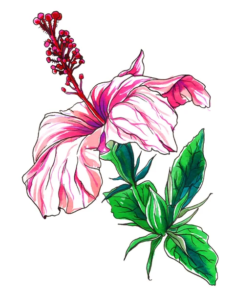 Fleur tropicale d'Hibiscus — Photo