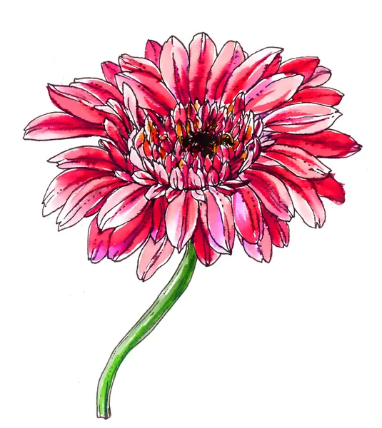 Gerbera rózsaszín virág — Stock Fotó