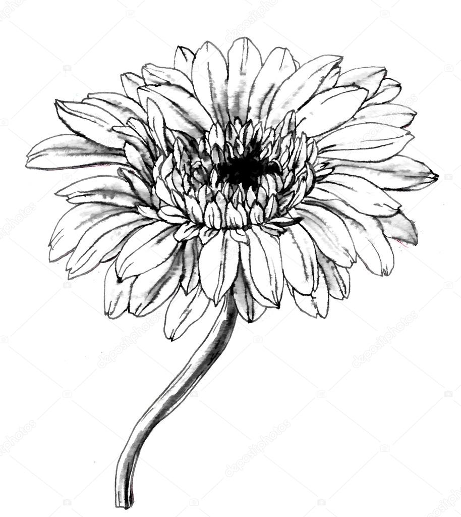 Flor Gerbera en blanco y negro Ilustración de stock #97900266 de  ©magnolija_three, image size:914x1024