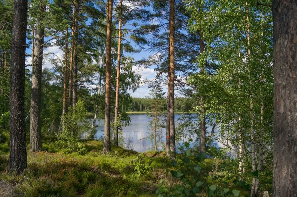 Visa genom skogen till en sjö — Stockfoto