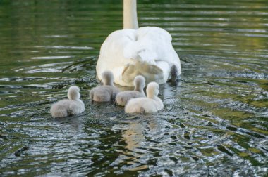 Genç cygnets Yüzme