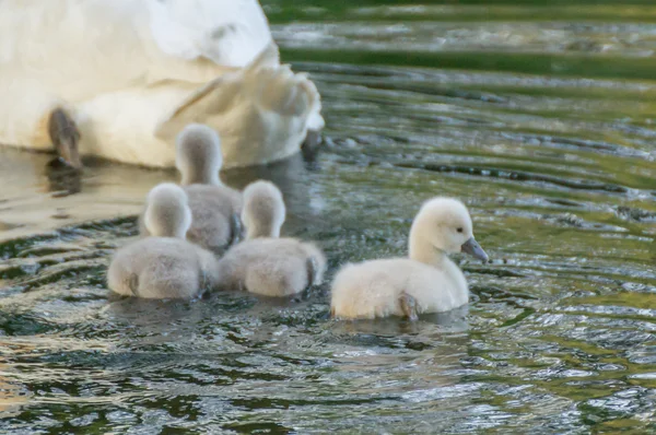Genç cygnets Yüzme