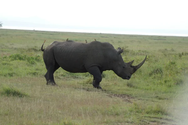 Rinoceronte blanco con los Oxpeckers en la espalda — Foto de Stock