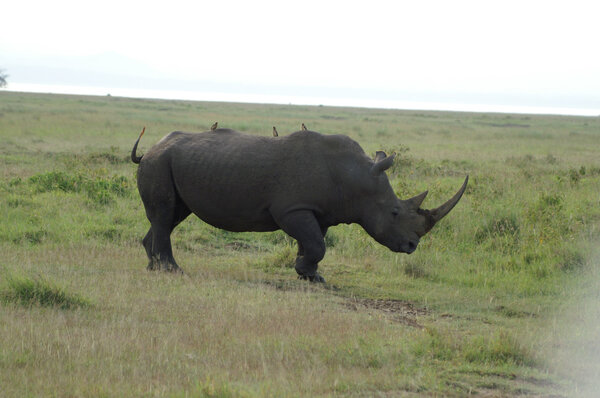 White rhinoceros with Oxpeckers on his back