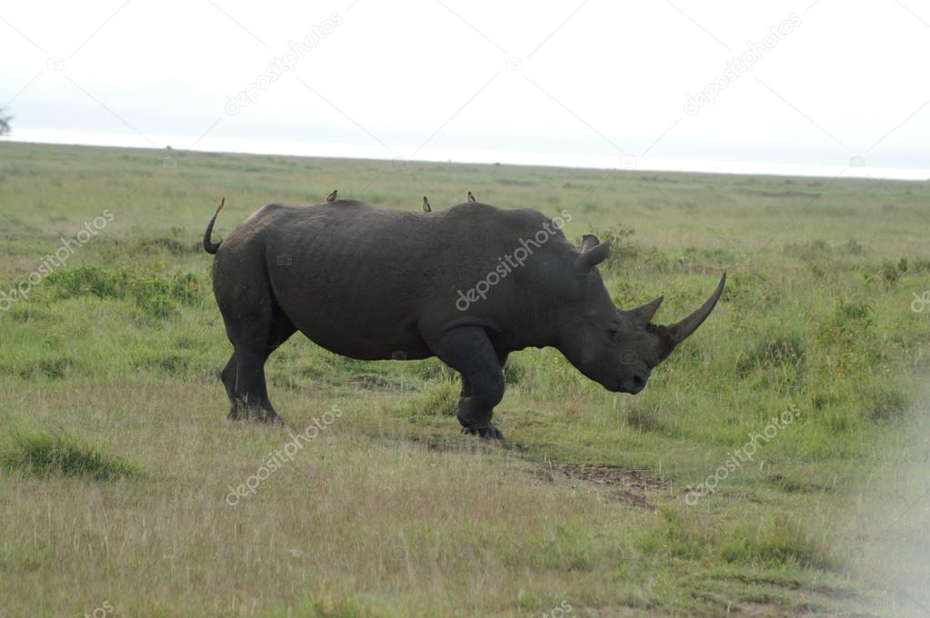 White rhinoceros with Oxpeckers on his back