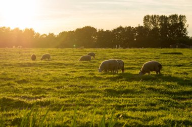 Gün batımında bir tarlada koyun