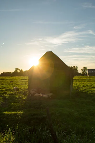 Ett Skramlat Skjul Ett Fält Vid Solnedgången — Stockfoto