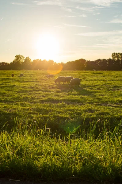 Får Ett Fält Vid Solnedgången — Stockfoto