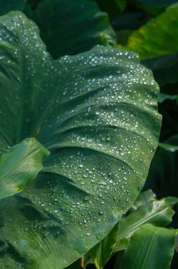 Big green leave with dew droplets in soa miguel, azoes