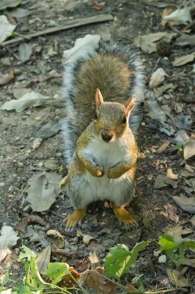 Eastern Grey Squirrel Central Park New York — Stock Photo, Image