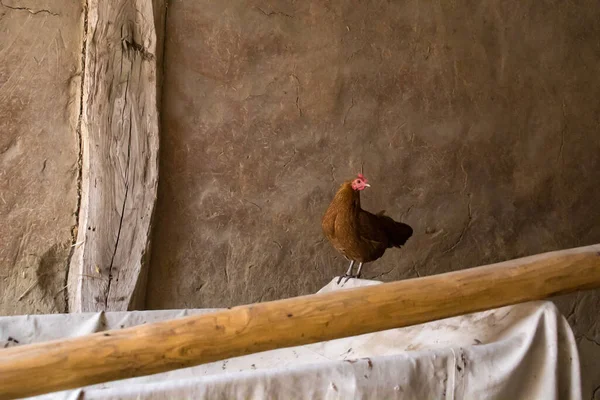 A chicken in a medieval barn with with clay walls