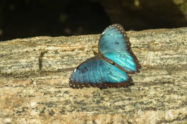 Kelebek Konservatuarında Kelebek Rhetenor Blue Morpho — Stok fotoğraf