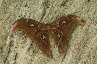 Kelebek Konservatuarında kahverengi kelebek