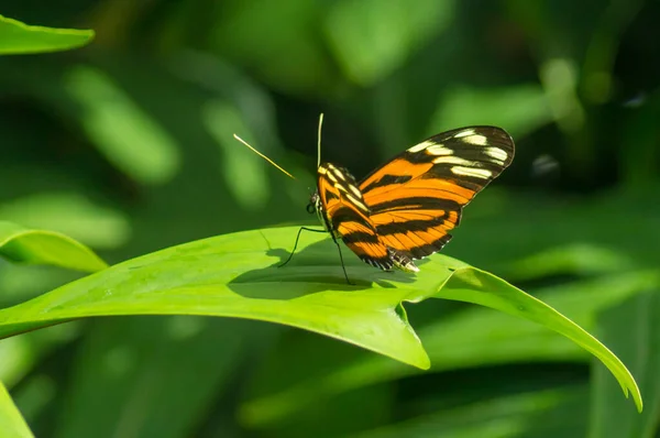 Tigre Longwing Mariposa Conservatorio Mariposas — Foto de Stock