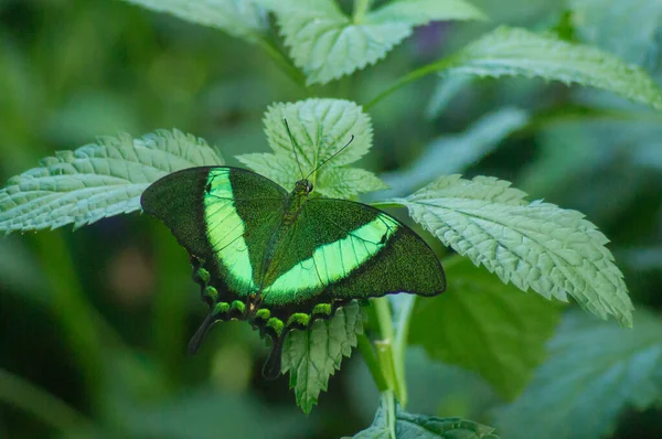 Mariposa Cola Golondrina Esmeralda Conservatorio Mariposas — Foto de Stock