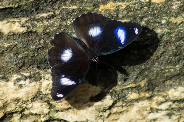 Männchen Große Eierfliege Schmetterling Einem Schmetterling Wintergarten — Stockfoto