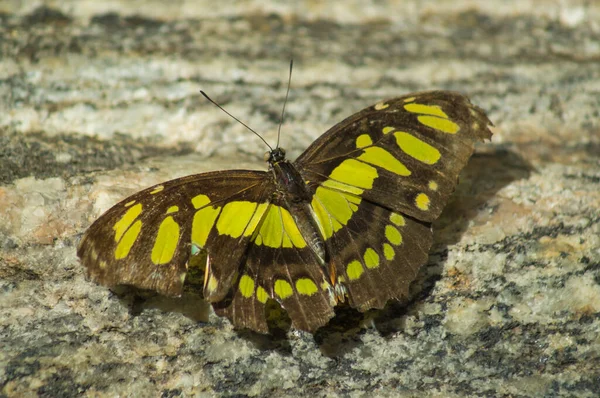 Mariposa Común Conservatorio Mariposas — Foto de Stock