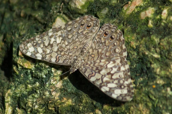 Kelebek Konservatuarındaki Kahverengi Gözlü Kelebek — Stok fotoğraf
