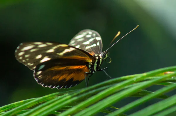 Tigre Longwing Mariposa Conservatorio Mariposas — Foto de Stock