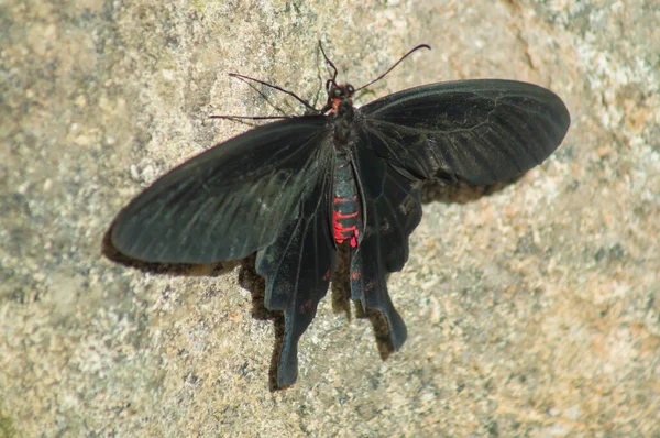 Rosa Rosa Mariposa Conservatorio Mariposas — Foto de Stock