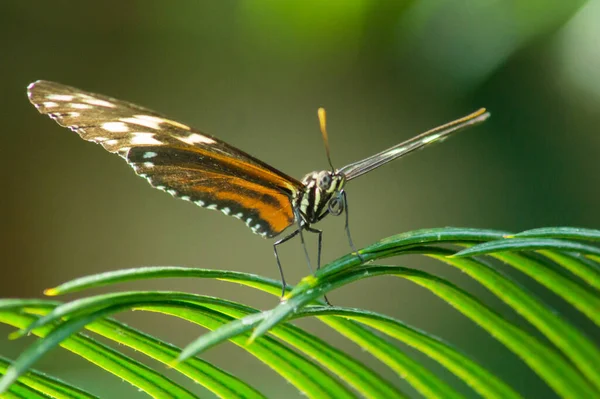 Tigre Longwing Mariposa Conservatorio Mariposas — Foto de Stock