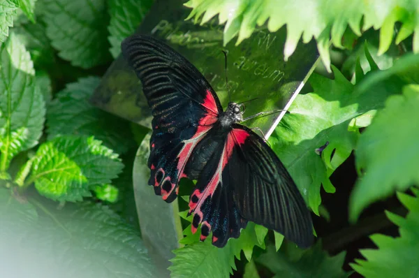 Mariposa Corazón Batalla Montezuma Conservatorio Mariposas — Foto de Stock