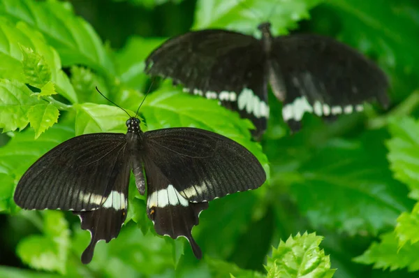 Mariposa Rosa Común Conservatorio Mariposas — Foto de Stock