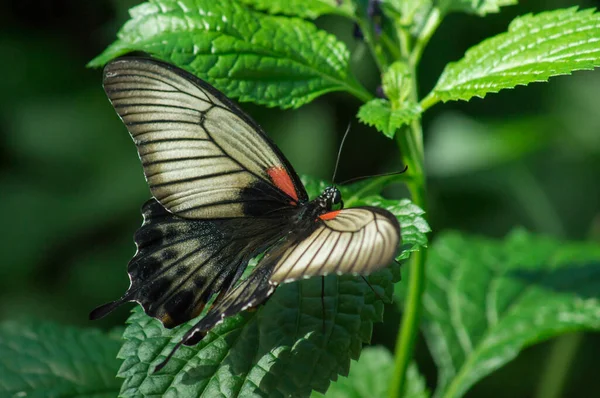 Mariposa Mormona Escarlata Conservatorio Mariposas — Foto de Stock