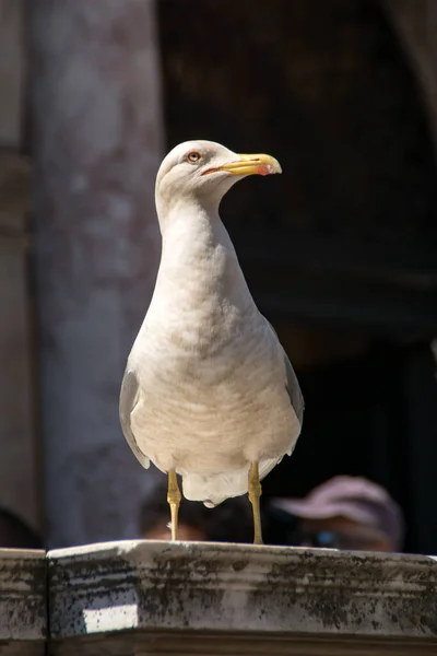 Seagull Venice Italy — Stock Photo, Image