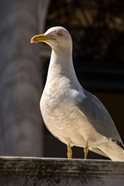 Seagull Venice Italy — Stock Photo, Image