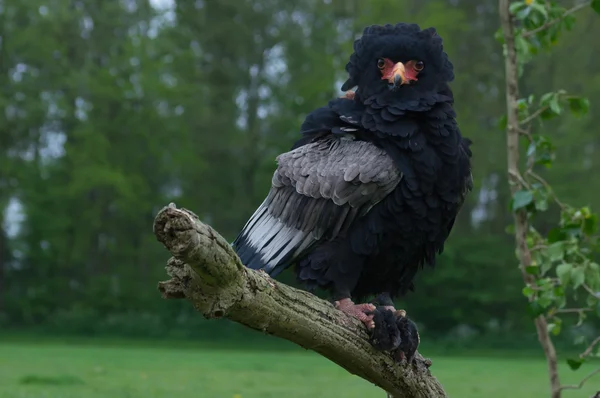 Goochelaar (vogel) — Stockfoto