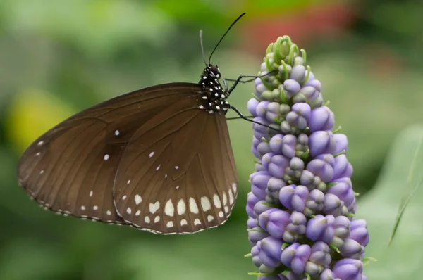 Mariposa. — Foto de Stock