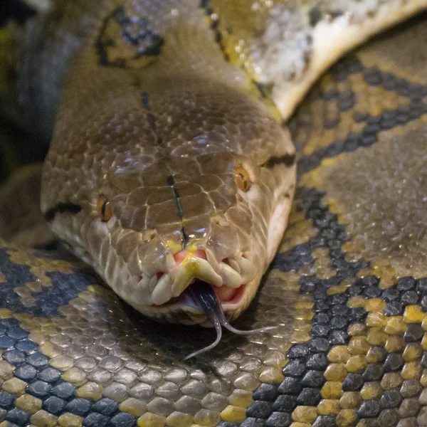 Rattleslang — Stockfoto