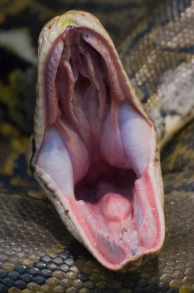 Serpiente de cascabel — Foto de Stock