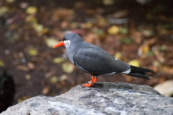 Inca tern — Stock Photo, Image