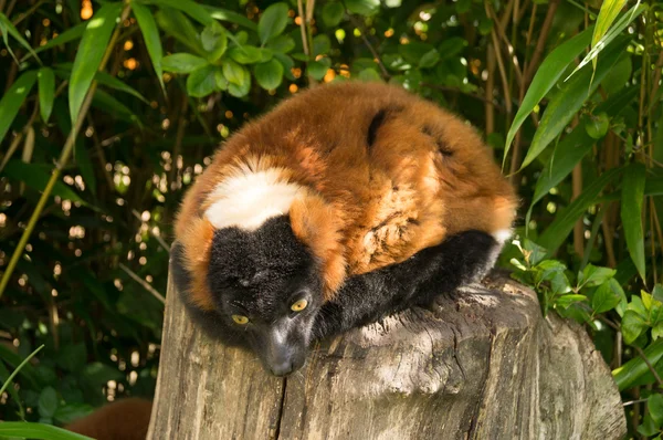 Red ruffed lemur — Stock Photo, Image