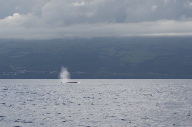 Bryde'nın balina darbe