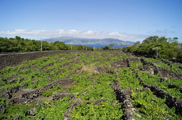 Campos de vinho em pico — Fotografia de Stock