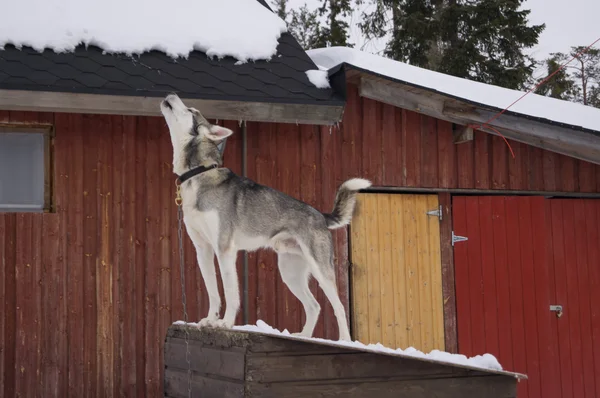 Howling dog — Stock Photo, Image