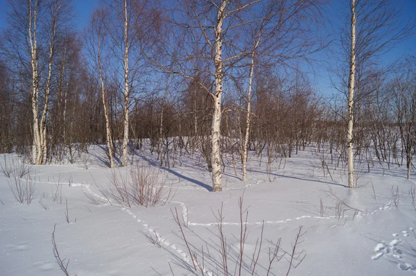 Tracce nella neve — Foto Stock