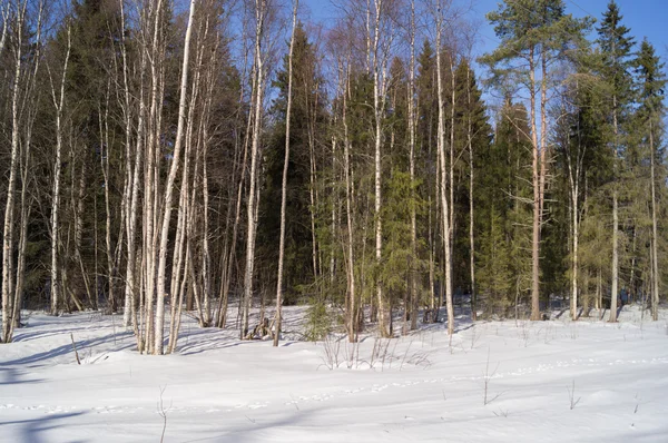 Bosque de nieve — Foto de Stock