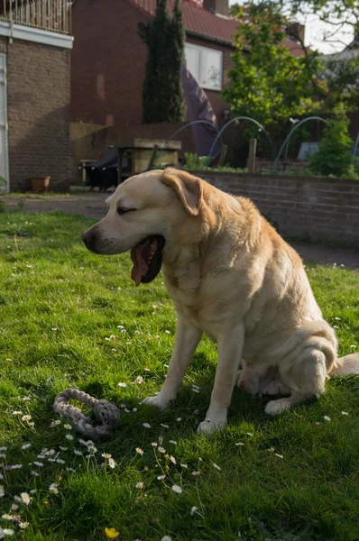 Labrador — Stock Photo, Image