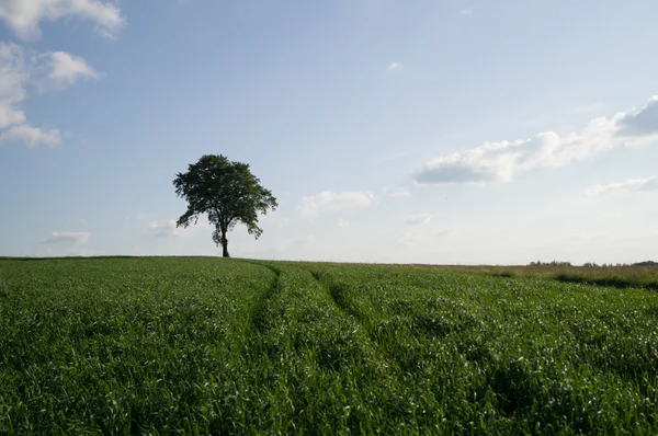 Ensamt träd — Stockfoto