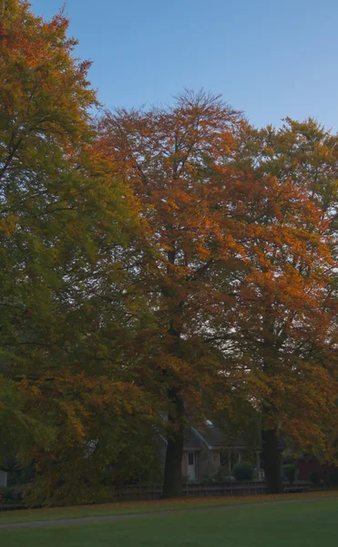 Coloridos árboles otoñales —  Fotos de Stock
