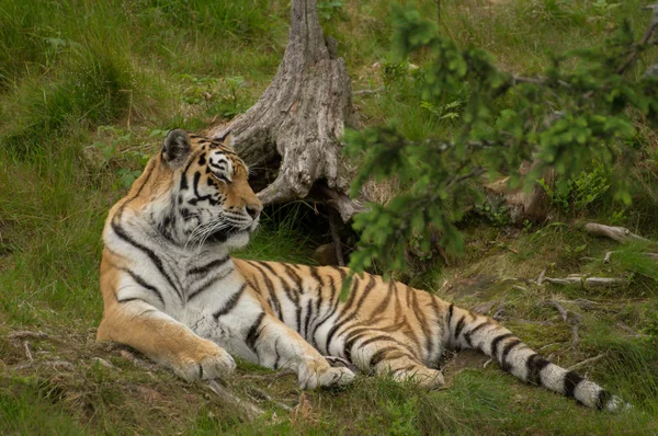 Ein Tiger liegt — Stockfoto