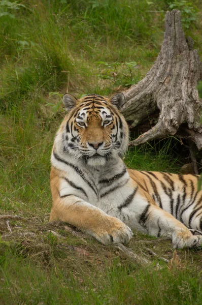 Tygrys leżący — Zdjęcie stockowe
